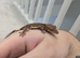 Lily white Phantom Crested Geckos