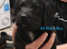 Beautiful Cockapoo Puppies &ndash; Ready to leave this weekend!