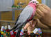 Baby Galah Cockatoo Fully Hand Reared,16
