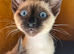 Siamese kittens ready now