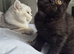 (ONE REMAINING) BSH KITTENS | READY | PRESTON