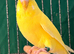 Two 9 week old baby budgies available