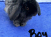 Mixed litter of beautiful mini lops for sale