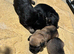 Full border terrier pups
