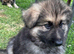 German Shepherd Puppies from fully health tested parents