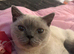 Colour point British shorthair
