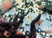 Pink Ramshorn snails juveniles
