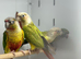 Green cheek conures