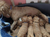 Stunning health tested Cavapoo