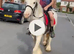 Gypsy cob mare to make 13.2hh