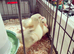 Embden Goslings for sale. (Born first week of June)