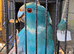 6 month old blue split kakarikis