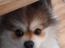 Bear in need of a loving caring new home