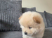 Chunky Chow Chow Pups Home Raised, Ready Soon