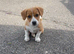 Jack Russell short legged boy Puppy