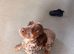 Working type cocker spaniel puppies