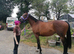 10 year old mare