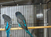Pair bf/be x bf for sale