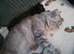 Male Maine coon