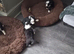 Boader collie pups
