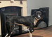 Collie bullgrey