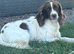 Springer spaniel puppies