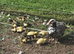 few ducks to go be laying from late December