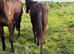 REDUCED Yearling jet black sports horse