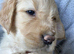 Golden retriever x flat coat retriever puppies