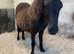 2 Shetland ponies for sale