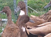 3 female POL khaki ducks