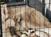 Siberian husky puppies