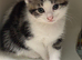 Beautiful boy kitten looking for his new home