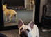 Cream female French bulldog