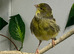 Female canary