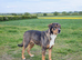 Central Asian x Rottweiler
