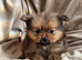 Pomeranian puppies