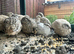 Coturnix Quail Females