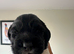 Gorgeous KC reg B&W Springer spaniel pups left