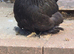 Pekin Bantam Pullets
