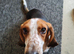 One Year Old Bassett Needs New Home
