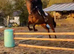 Very quiet allrounder Irish TB mare 16h 4yo RORE