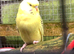 Hen budgies