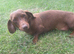 Miniature dachshund