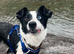 4 year old border collie