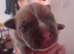 Staffy rottweiler  puppies 2 boys