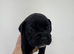 Adorable Cane Corso Puppies