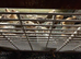 Quails for sale