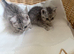 Lovely male kittens