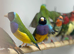 Parrot finches